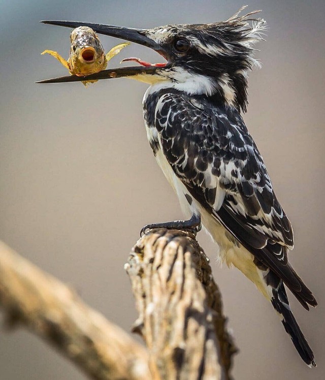 Животинки разной фото
