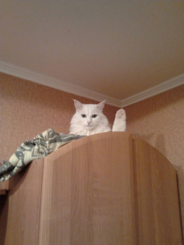 Забавные картинки с котами из сети
