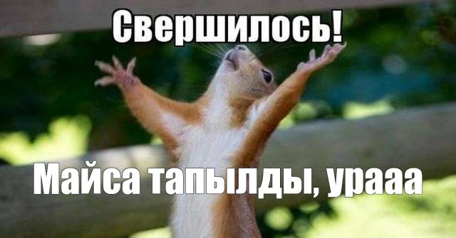 Ягнята обнаружили карусель во дворе дома хозяев, пока те сидели на карантине