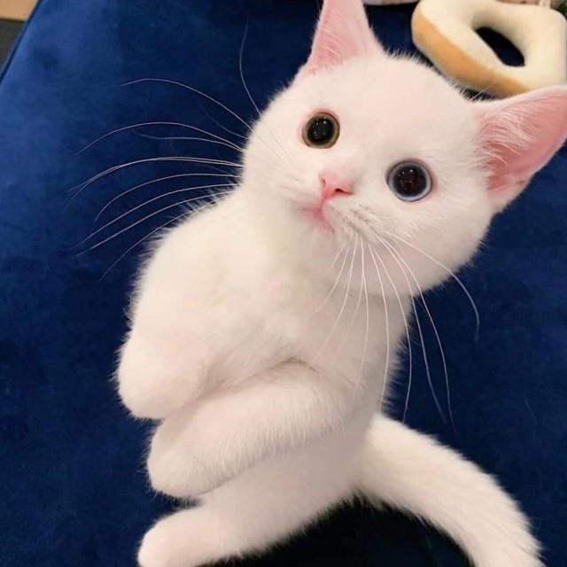 Забавные животные