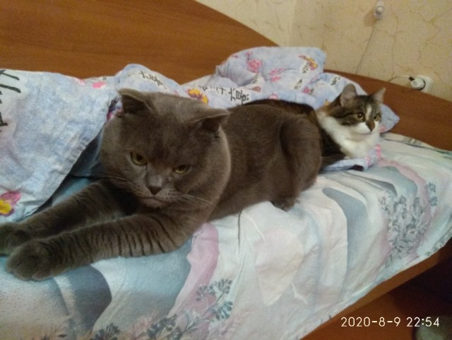 Эти забавные животные