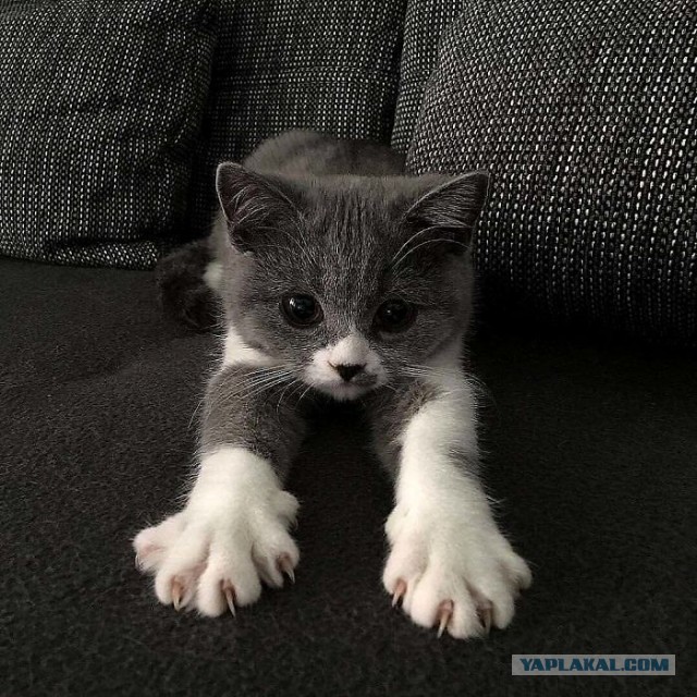 Котовторник?! Коты во вторник!