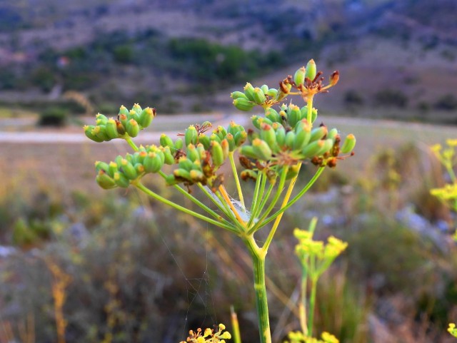 Мясо (не) по-французски