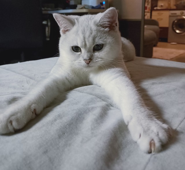 Котовторник 13.10.2020