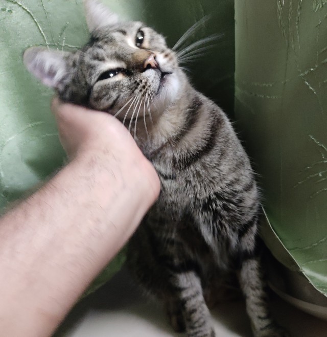 Кот