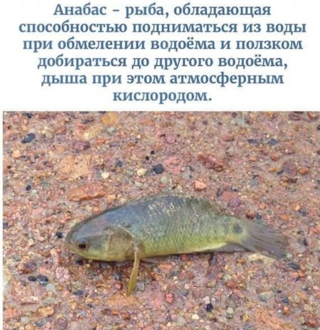 Бредзона 27.01.21