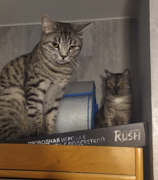 Котовторник. Добавляйте своих