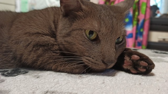 Вторник-кото
