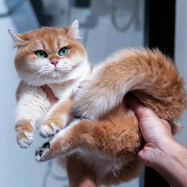 Которник