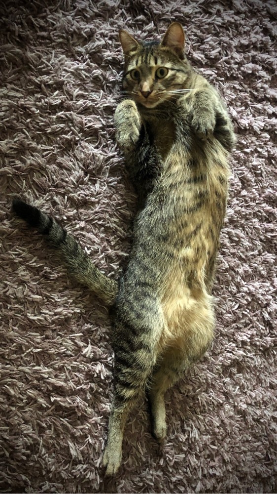 А котовторник уже начался?