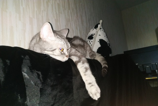 Котовторник 28.09.21