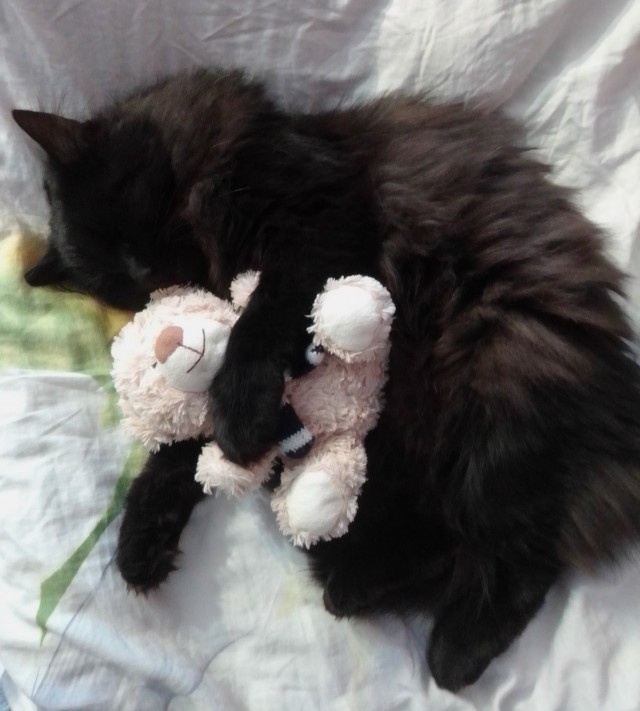 Котовторник так котовторник