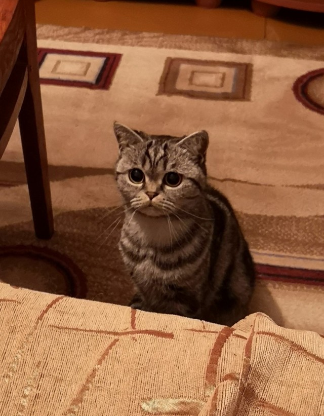 Вторник. Котэ. Пора