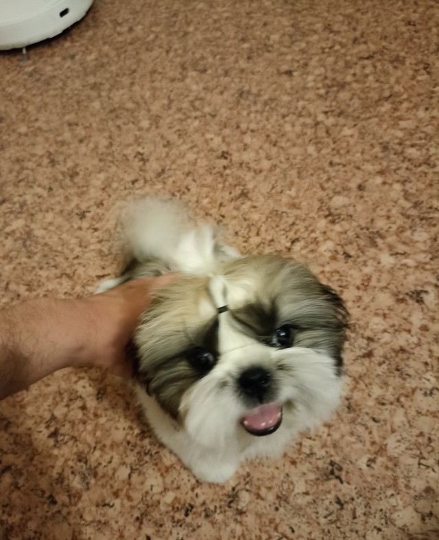 Собачий четверг же