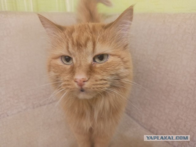 Опасные маневры котейкина или иди сюда бл*