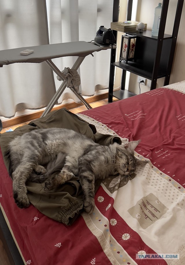 А ваши котейки че счас делают?