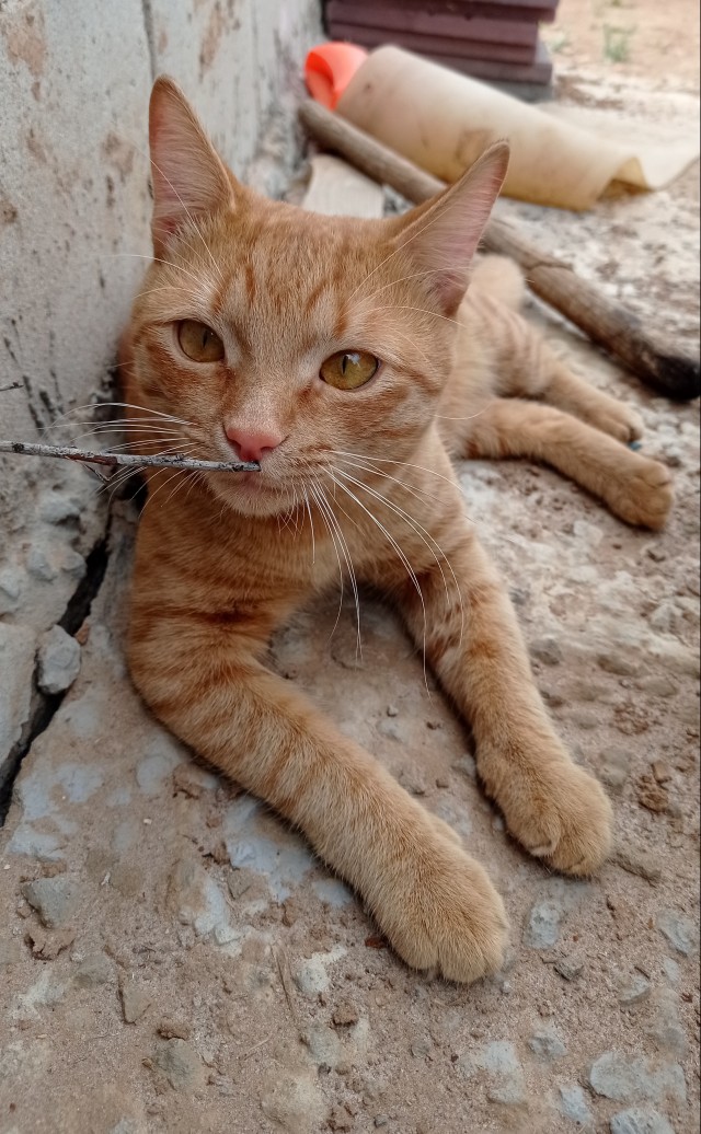 А вот и котовторник 24.05.2022