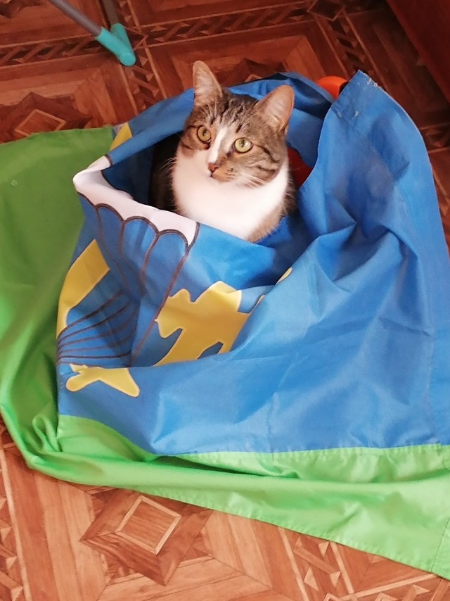 Котовторник. Королева помойки
