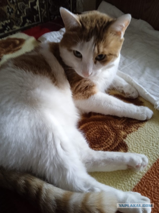 Котопятница!