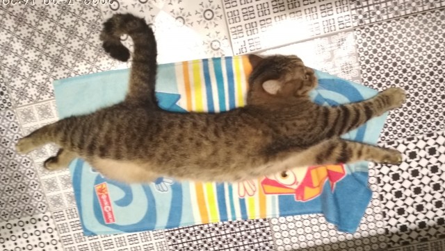 Пополнение в семье кошачьих