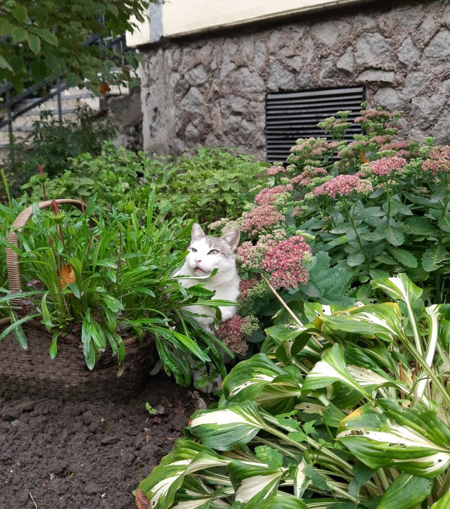 С Котовторником вас! Зовут Чеса!