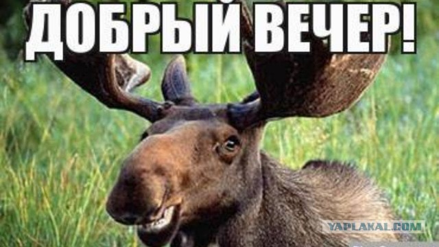 Машинисты поезда до последнего старались избежать наезда на лося, но в последний момент животное решило взобраться на рельсы
