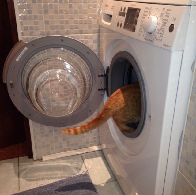 Много дел у кота на даче...