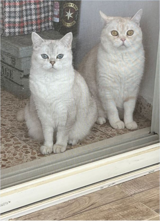 Не только котовторник, а еще и Всемирный день кошек!