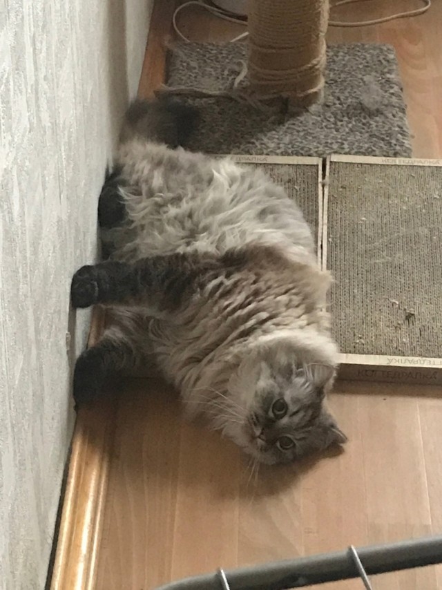 Кошачьи выкрутасы