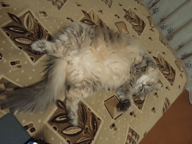 Редкий вид Котикус Соситикус