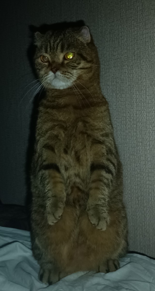 Котовторник в картинках