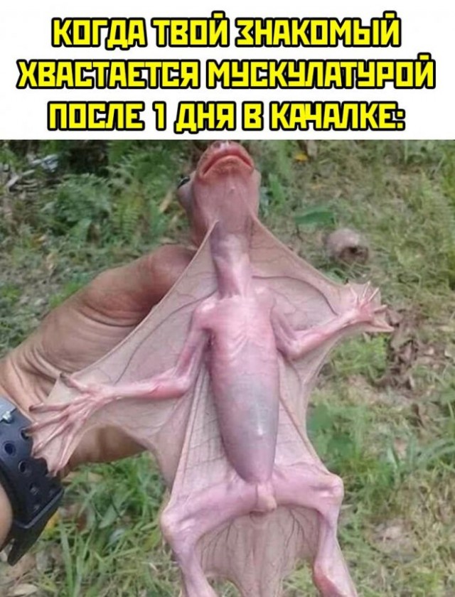 Веселые картинки в пятницу (07.08)