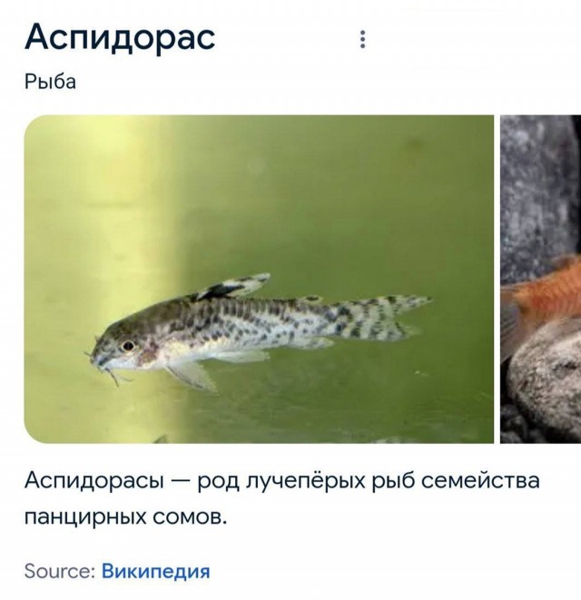 Весёлый полтишок 04.06.2025