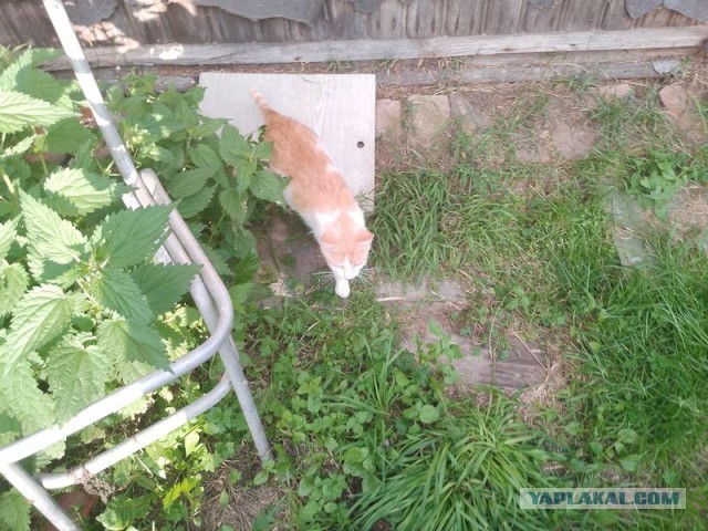 Жизнь домашнего приюта для котеек 551