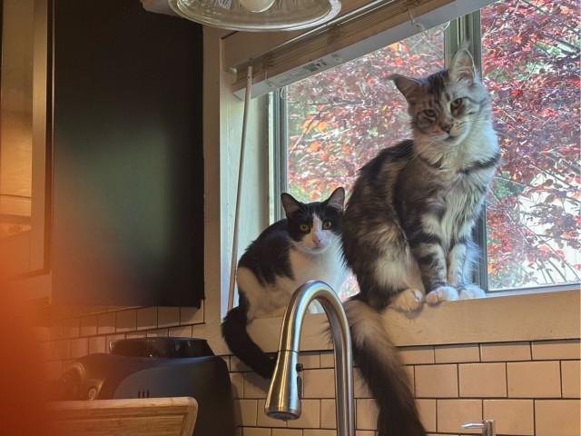 Я не люблю кошек, но...