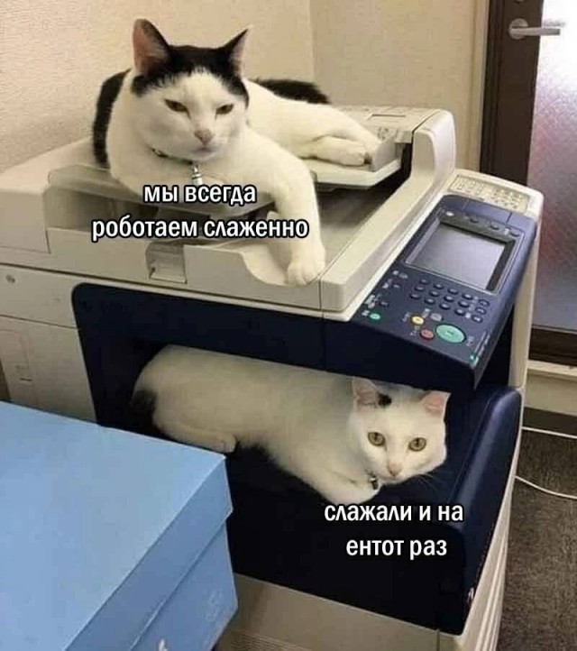 Веселые картинки в понедельник (25.08)
