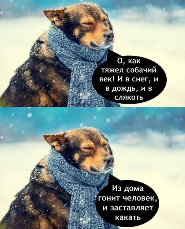 Веселые картинки в пятницу (12.09)