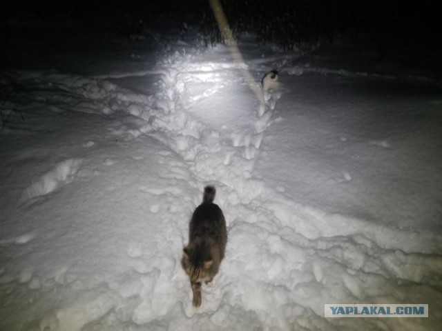 Жизнь домашнего приюта для котеек 568