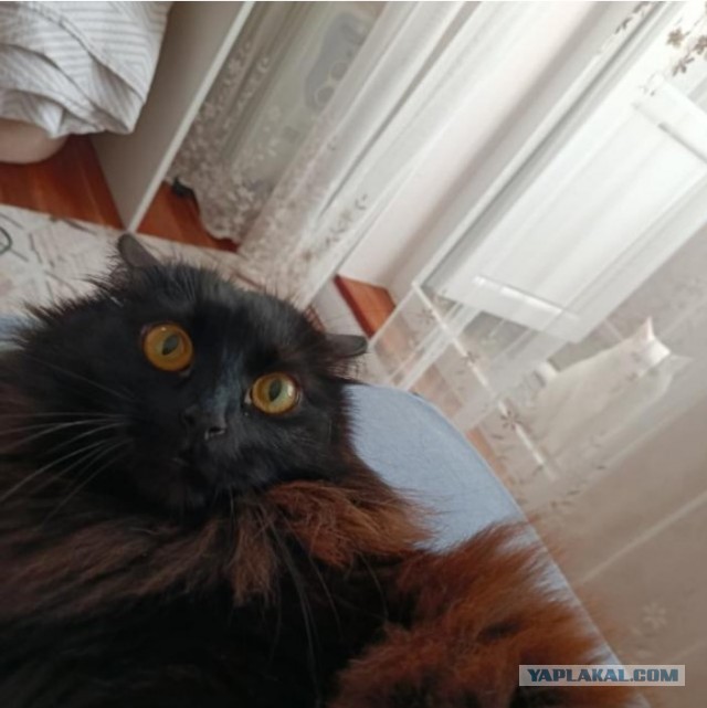 Какой сегодня день недели ?