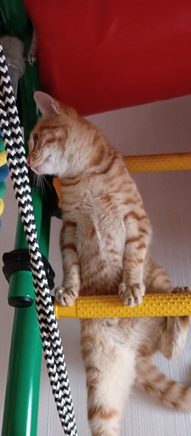 Месть коту
