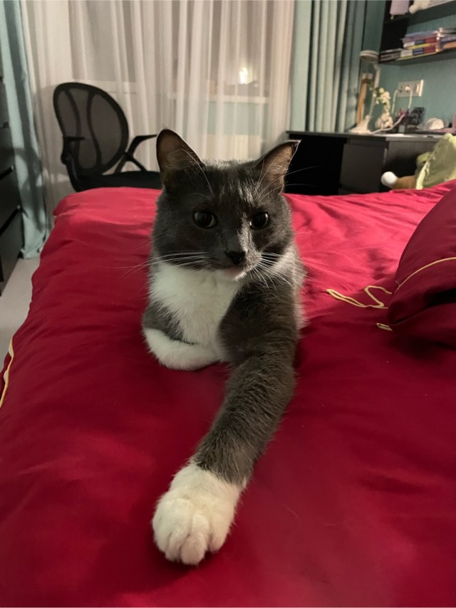 Котофторник жеж