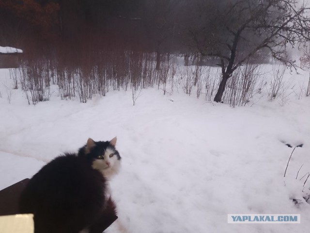 Жизнь домашнего приюта для котеек 572