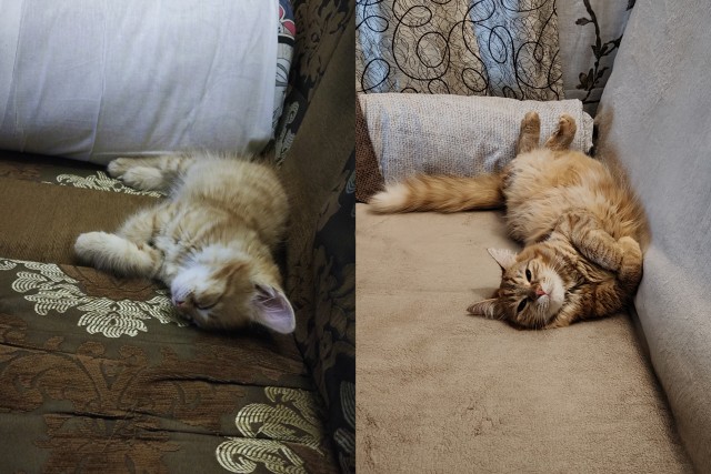 Было — Стало (котовторник)