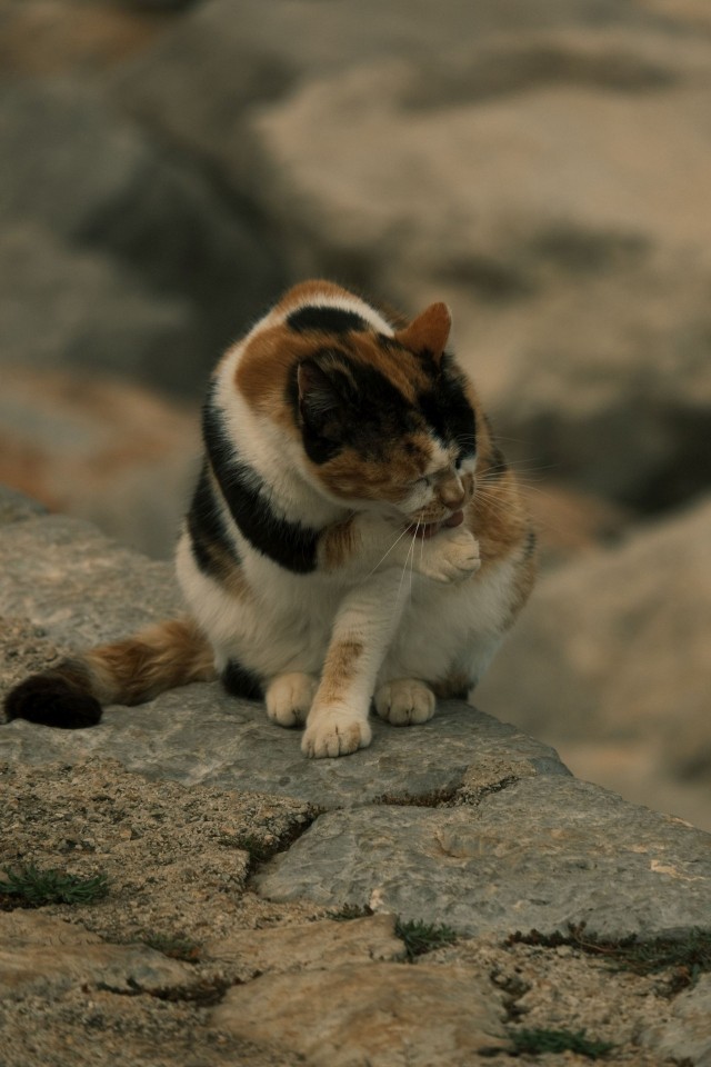 Котовторник из Палермо