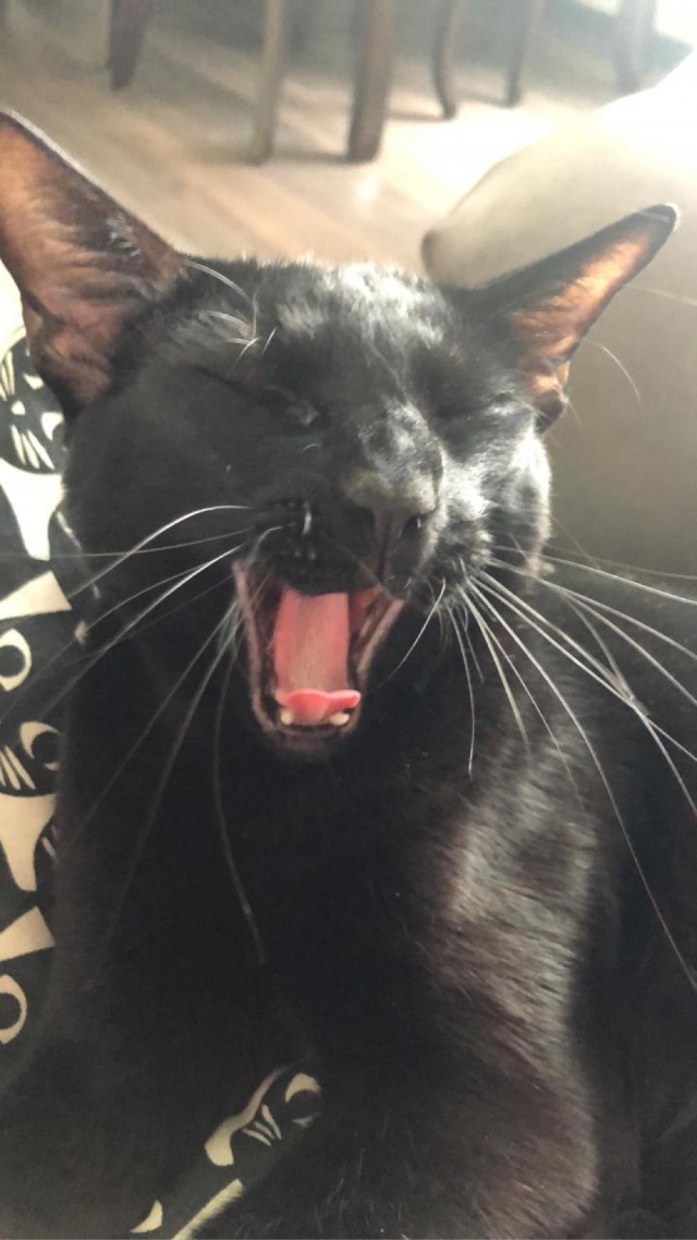 Котовторник же, хватит спать!