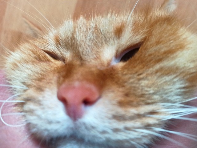 Юбилейный котовторник!