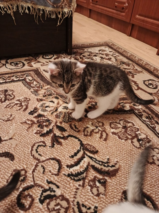 Кошачьи пробники