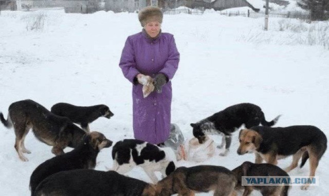 Чем отгонять злых собак легально?