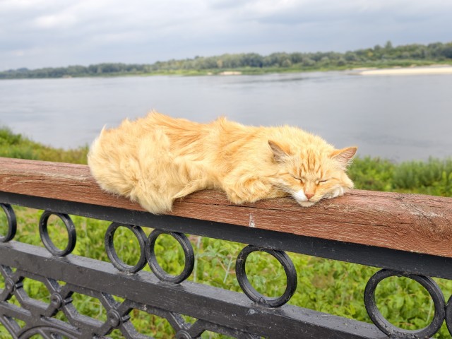 Продолжаем котовторник