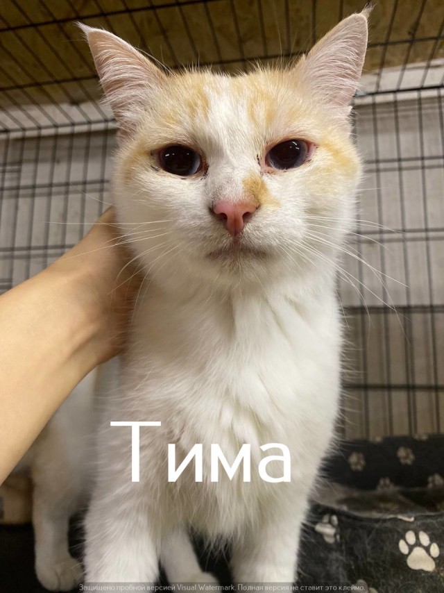 Жизнь домашнего приюта "Котоленд" 565